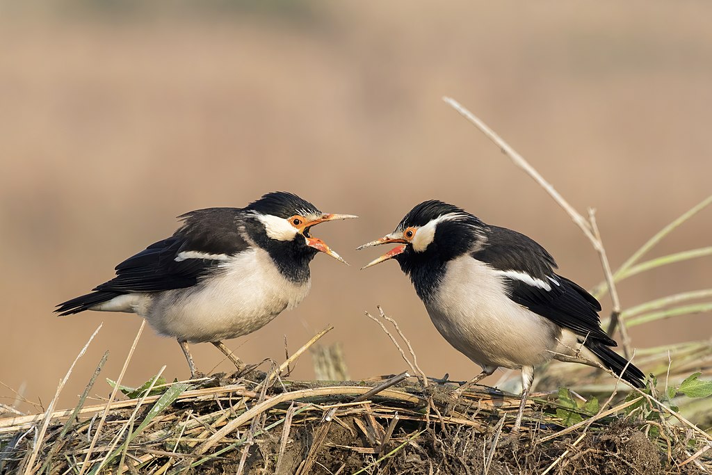 [Asian pied starlings (Gracupica contra)](https://commons.wikimedia.org/wiki/File:Asian_pied_starlings_(Gracupica_contra).jpg) - CC-BY-SA 4.0